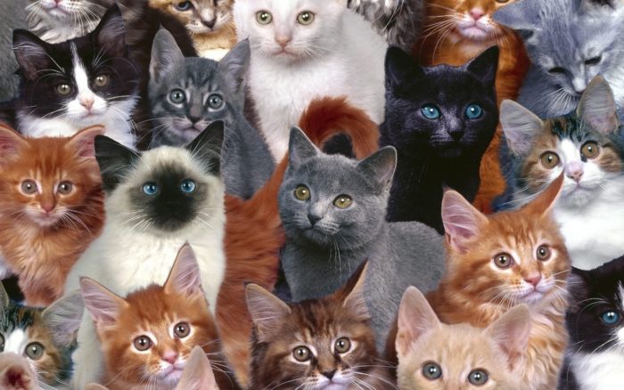 cat-color-meanings-spiritual