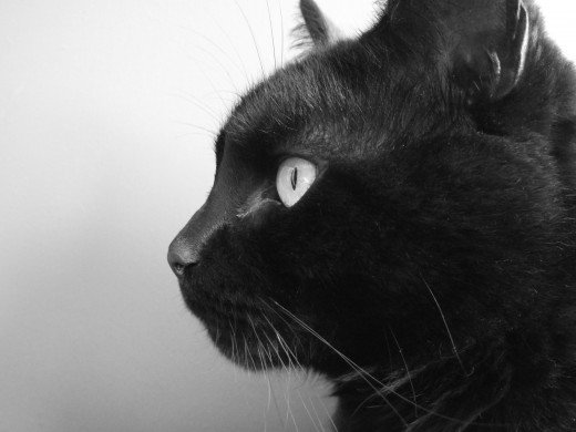 Spiritual meaning of seeing a black cat