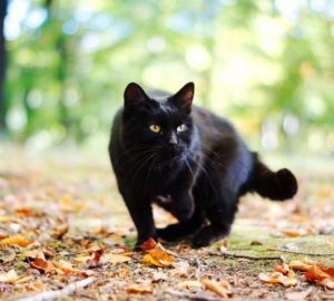 What Does It Mean When A Black Cat Follows You?