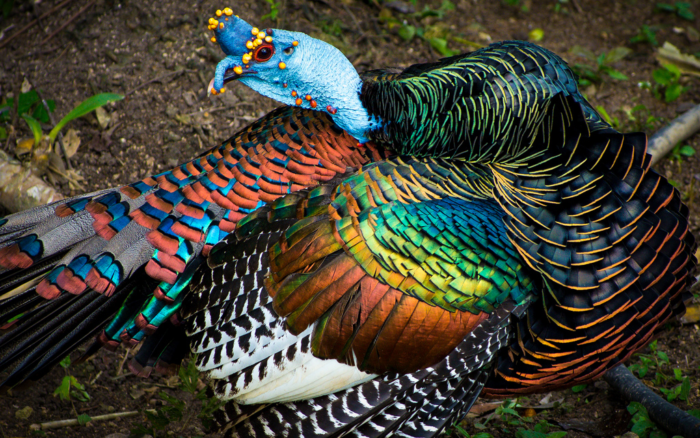 Turkey Spirit Animal Meaning – Share Gratitude For Abundance – Spiritual  Unite
