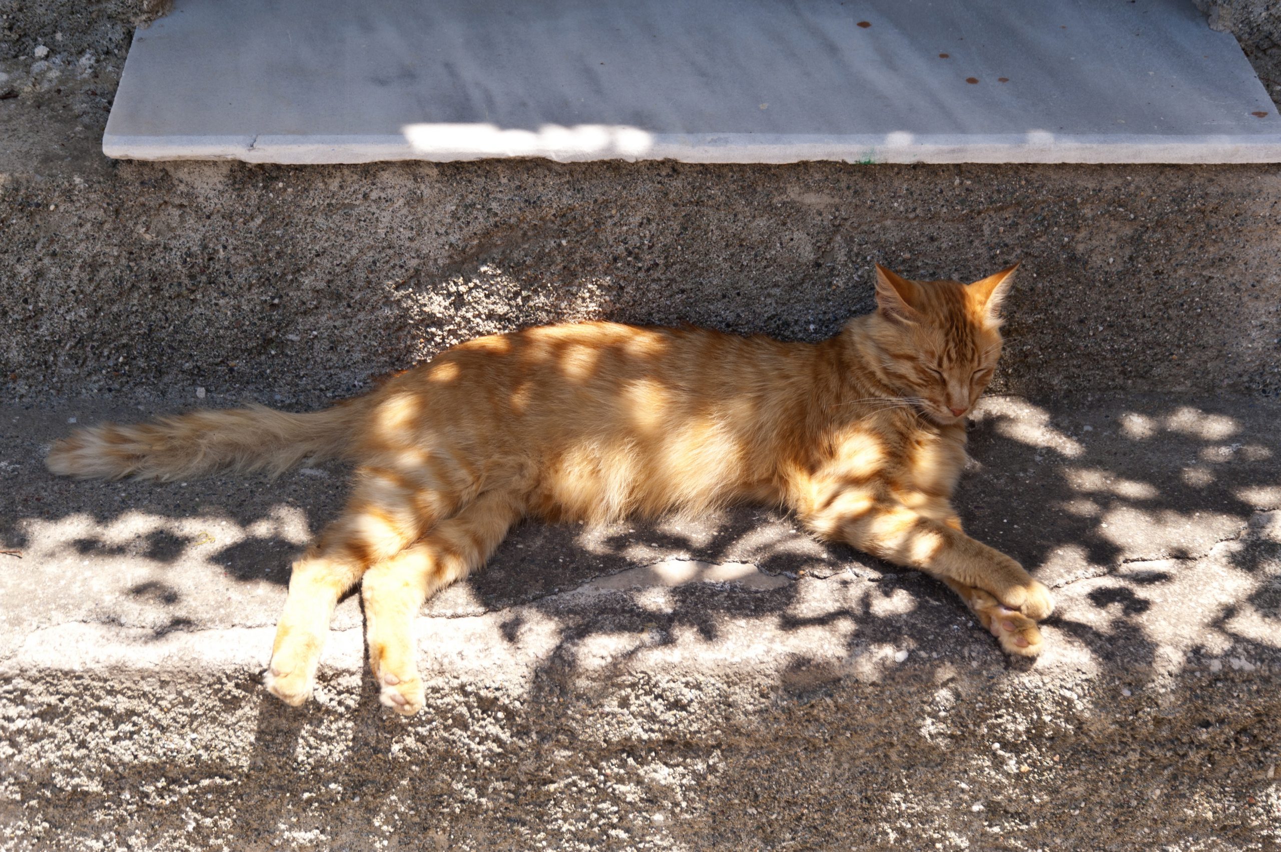 What Does It Mean When a Stray Cat Follows You Spiritual Unite