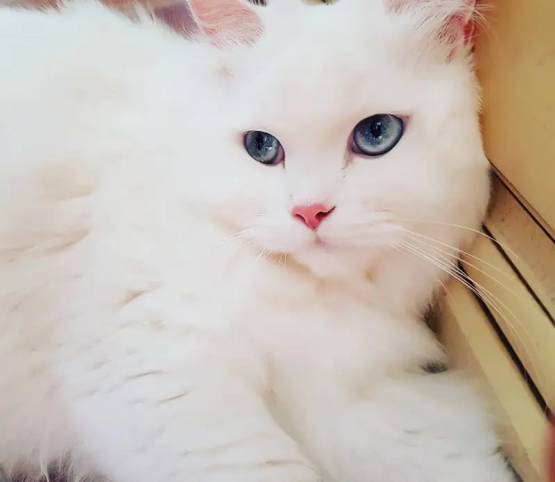 Gatos Branco
