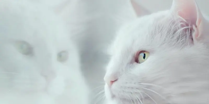 Gatos Branco