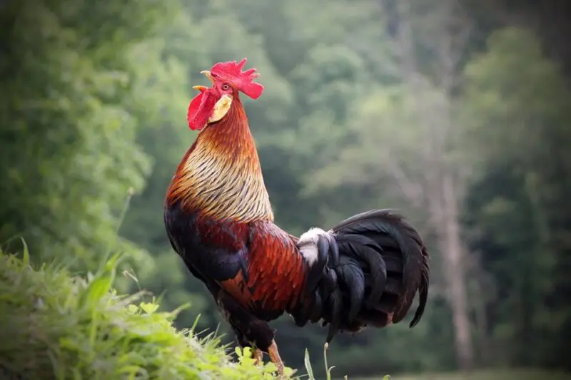 Spiritual Meaning of Rooster in a Dream