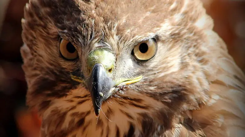 Hawk Stares At You