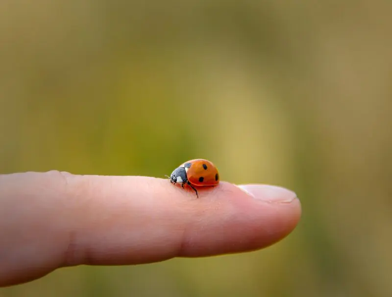 Ladybug Landing on You
