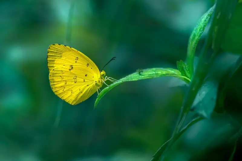 yellow Butterfly