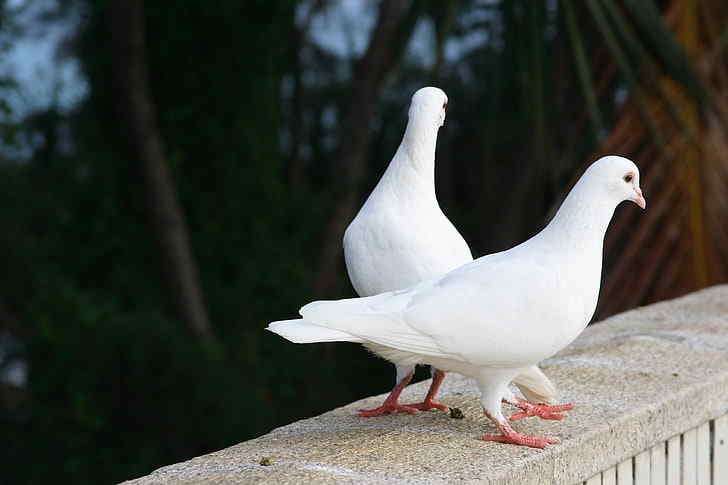 What Does It Mean When a White Pigeon Comes to Your House