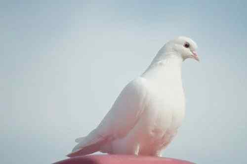White Pigeon Spiritual Meaning in Christianity