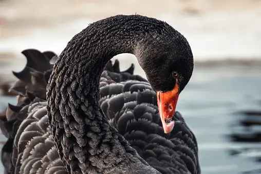 Spiritual Meaning of Seeing a Black Swan