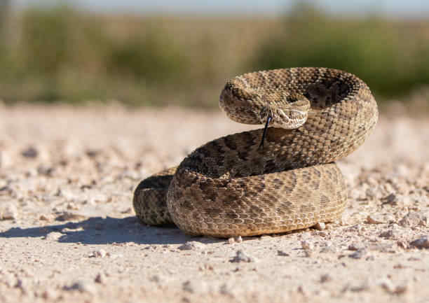 What Does It Mean to See a Rattlesnake in Your Dream