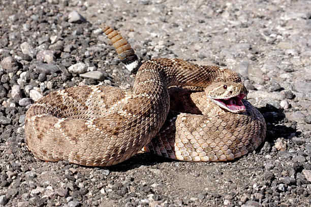 What Does It Mean When a Rattlesnake Crosses Your Path