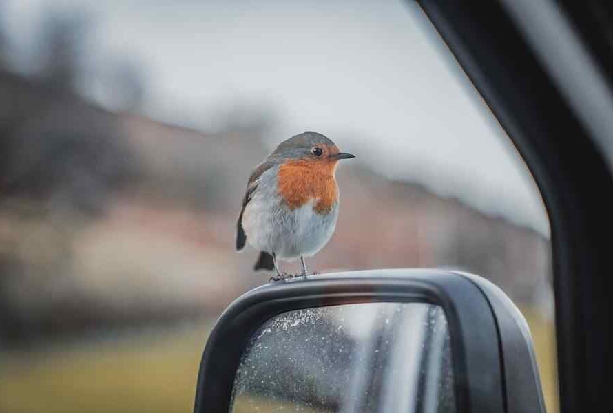 What Does It Mean When a Bird Lands on Your Car