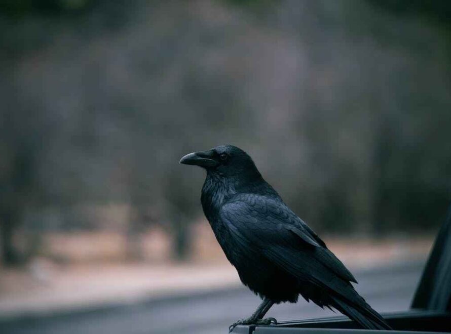 Crow cawing meaning
