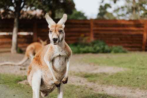 Spiritual Meaning of Kangaroo