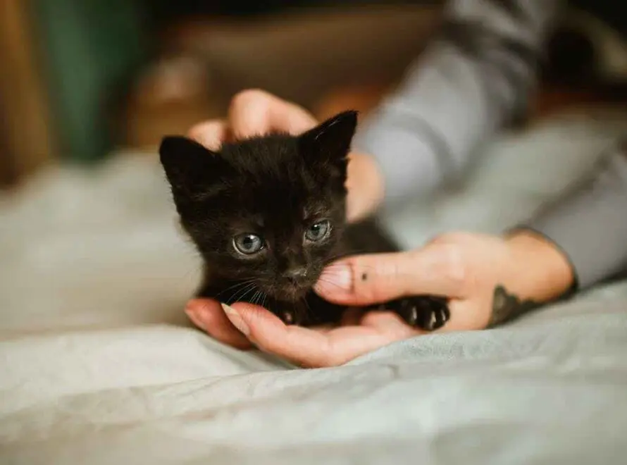 Dream of Holding a Kitten