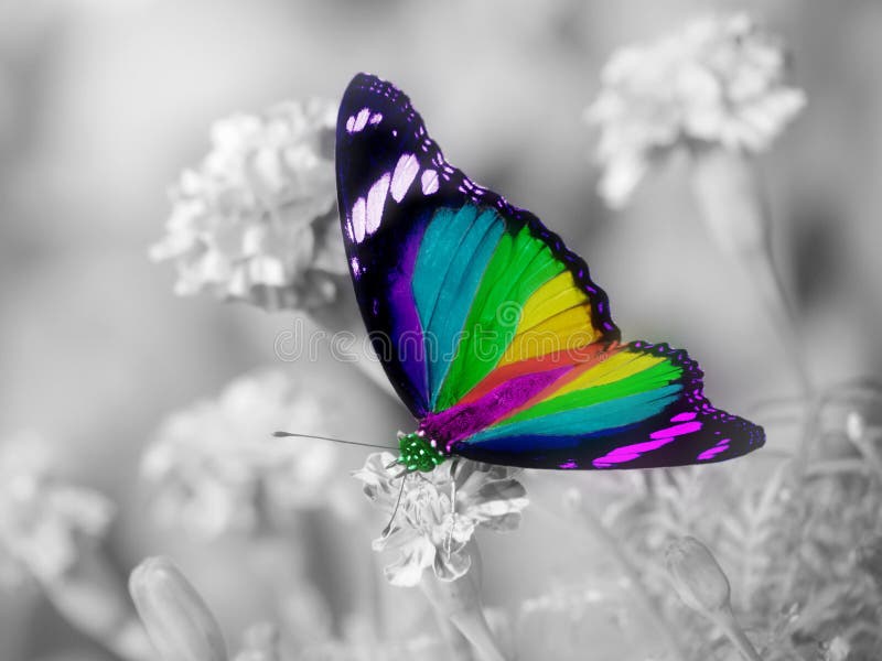 The Spiritual Meaning of Butterfly Colors