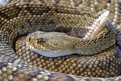 Rattlesnake Spiritual Meaning