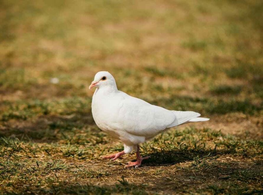 White Pigeon Spiritual Meaning