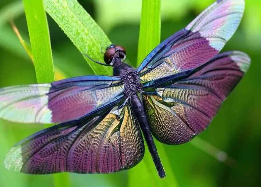 Purple Dragonfly Spiritual Meaning: What Does It Mean?