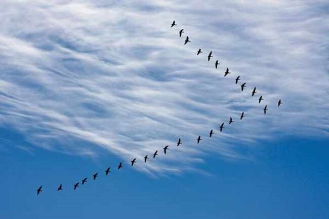 Birds Flying in V Formation Spiritual Meaning