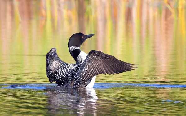 Common Loon Symbolism: Unveiling Spiritual Meanings