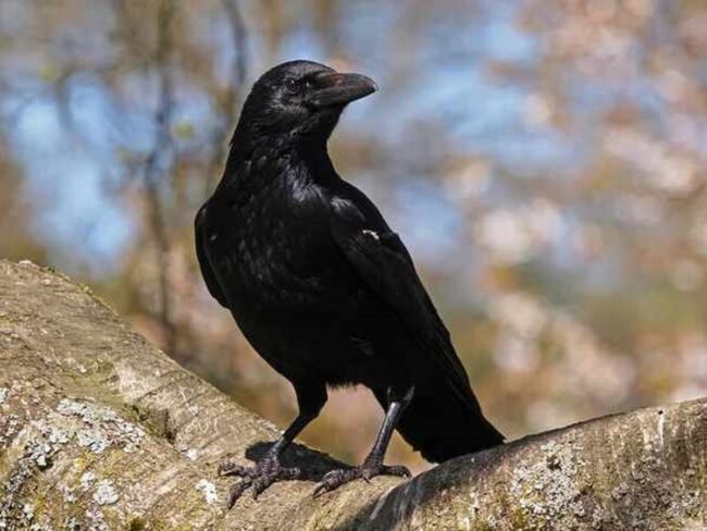 Injured Crow Meaning