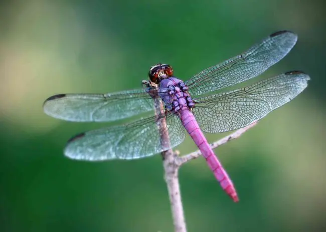 Dead Dragonfly Spiritual Meaning: Uncovering Mystical Significance