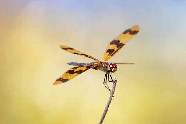 Yellow Dragonfly Spiritual Meaning: What Does It Mean?