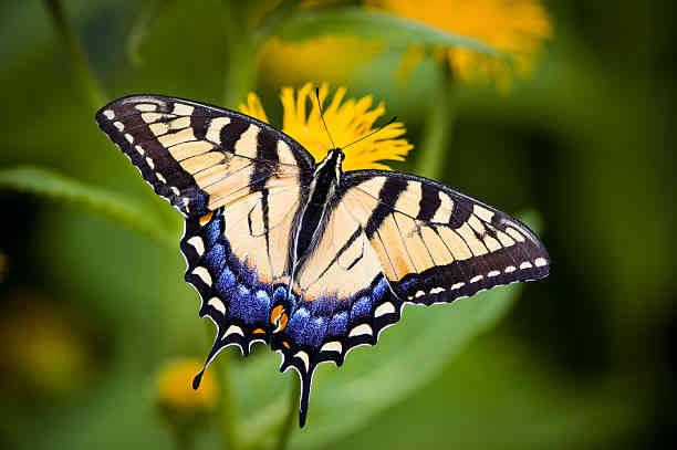 The Meaning of Swallowtail Butterflies