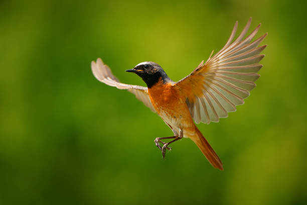 Unveiling the Spiritual Meaning of Redstart