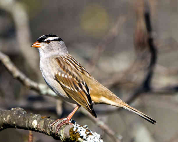 Spiritual Meaning of White-crowned Sparrow Revealed
