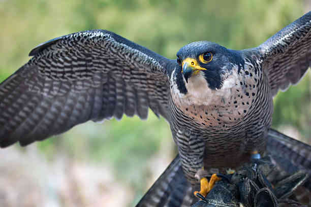 Is Seeing a Falcon Good Luck? Spiritual Meaning
