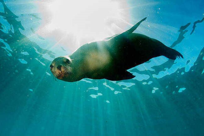Sea Lion Spiritual Meaning: Community And Curiosity