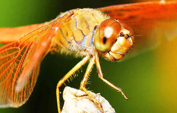 orange dragon fly