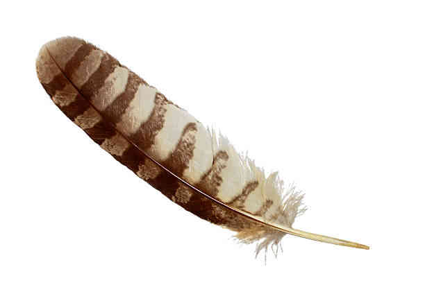 Brown and White Feather Meaning