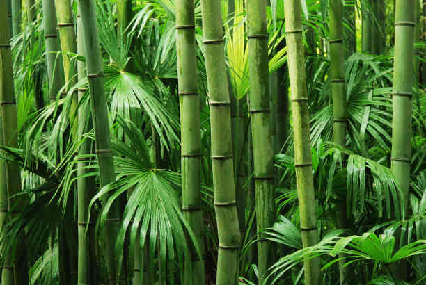 Bamboo's Spiritual Meaning