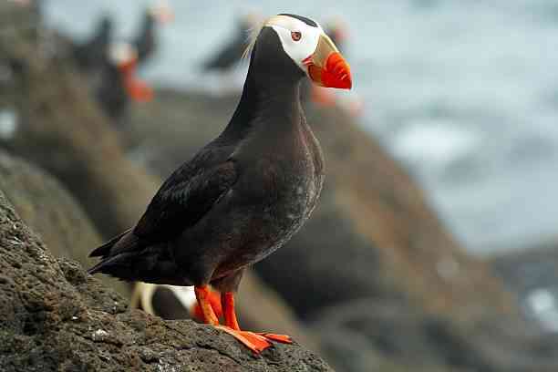 Exploring the Spiritual Meaning of Tufted Puffin