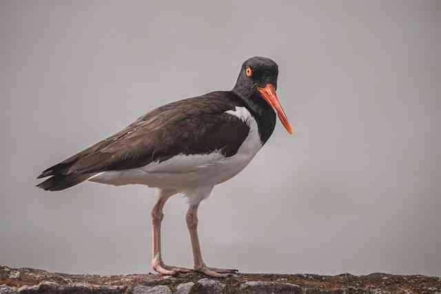 Unveiling the Spiritual Meaning of Oystercatcher
