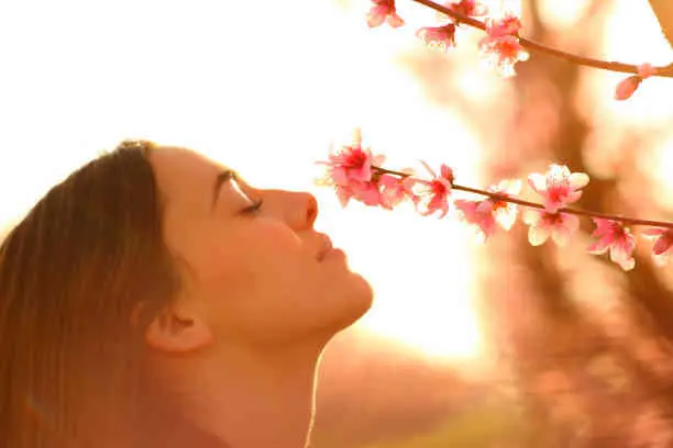 Spiritual Meaning of Dreaming About Sweet-Smelling Flowers