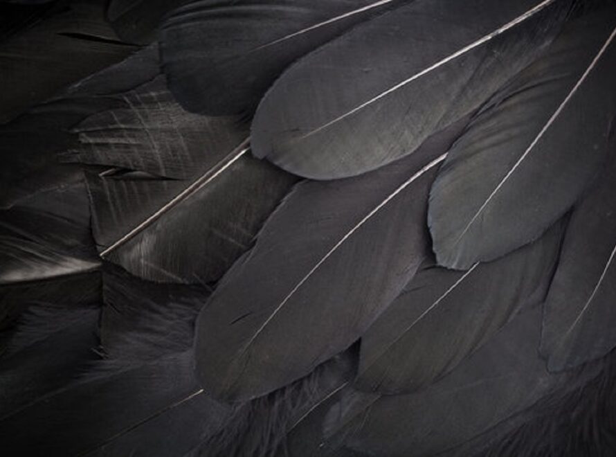 Spiritual Meaning of a Black Feather: Protection and Guidance