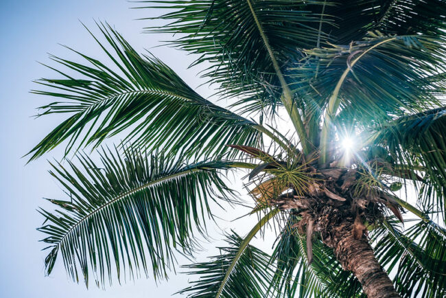 Palm Tree Spiritual Meaning: Peace And Triumph