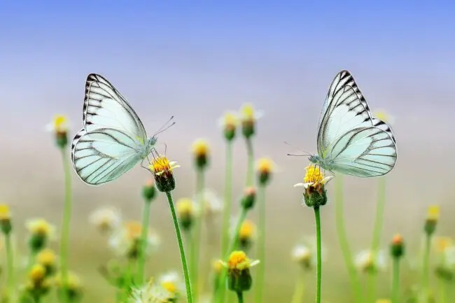 White Butterfly Meaning and Spiritual Symbolism: Love And Death