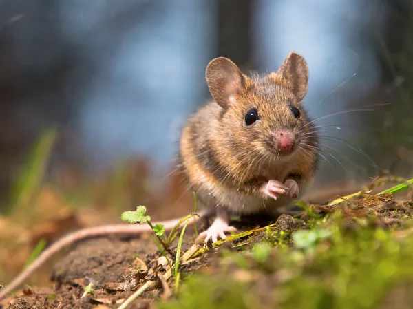 Dead Mouse Spiritual Meaning: Love And Biblical Symbolism