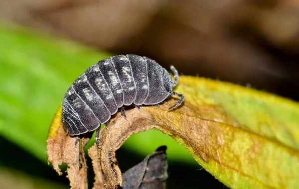 Pill Bugs Spiritual Meaning: Protection And Adaptability
