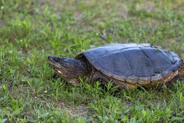 Snapping Turtle Spiritual Meaning: Love And Biblical Symbolism