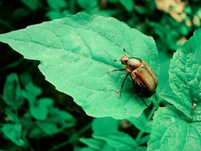 The 13 Spiritual Meaning of the Golden Beetle