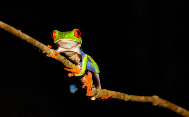 Spiritual Meaning of Seeing a Frog at Night: Transformation