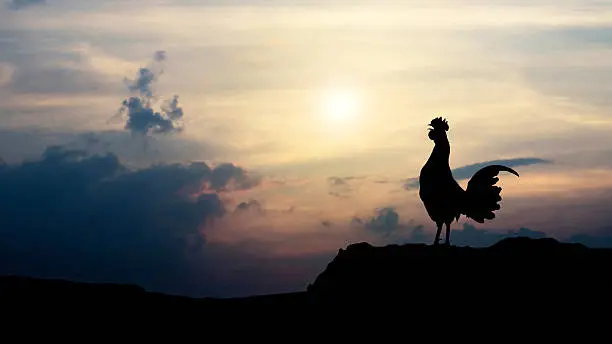 Rooster Crowing At Night Spiritual Meaning: Biblical And Superstition