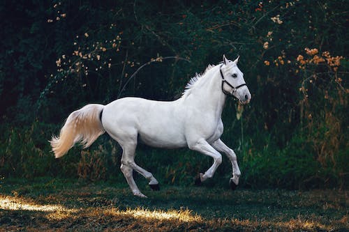 White Horse Spiritual Meaning: Purity & Innocence
